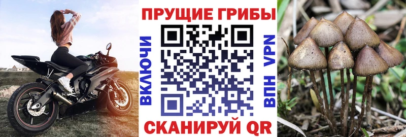 Псилоцибиновые грибы прущие грибы  Купить где  Лодейное Поле 